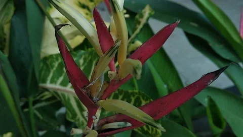 Heliconia psittacorum Stock Footage 209402799