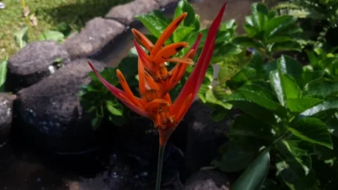 Heliconia psittacorum Stock Footage 256026660