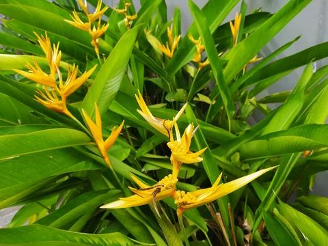 Heliconia psittacorum Stock Photos