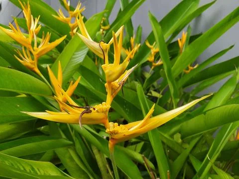 Heliconia psittacorum Stock-Fotos