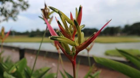 Heliconia psittacorum Stock-Fotos