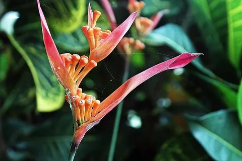 Heliconia psittacorum Stock Photos