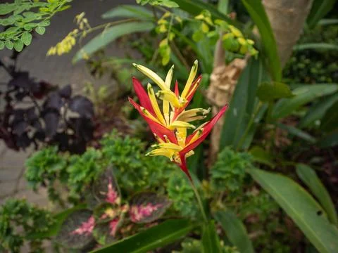 The Heliconia Psittacorum Stock Photos