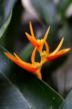 Heliconia psittacorum Stockfoto's