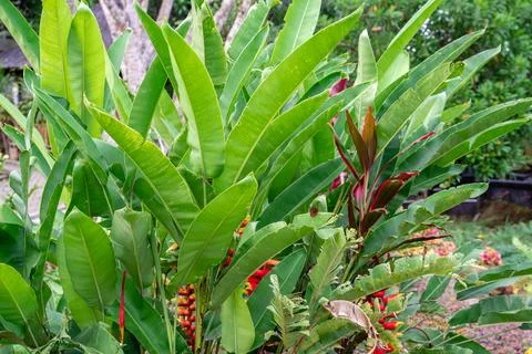 Heliconia psittacorum Stock Photos