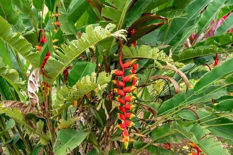 Heliconia psittacorum Stock Photos
