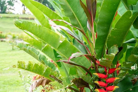 Heliconia psittacorum Stock Photos