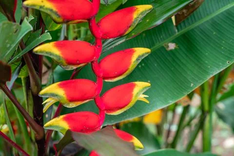 Heliconia psittacorum Stock Photos