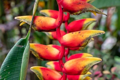 Heliconia psittacorum Stock Photos