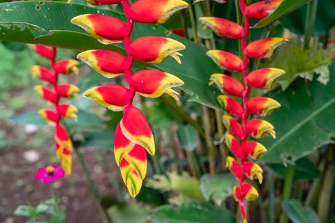 Heliconia psittacorum Stock Photos