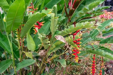 Heliconia psittacorum Stock Photos