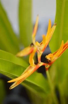 Heliconia psittacorum Stock Photos