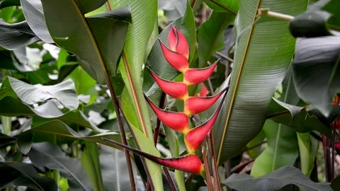 Heliconia Rostrata Closeup Stock Footage 77378033