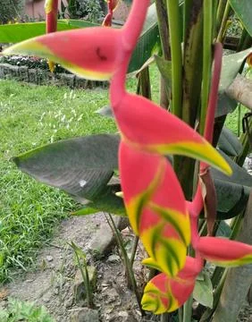 Heliconia rostrata 스톡 사진