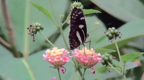 Heliconiini butterfly in 10 sec. Stock Footage 68752457