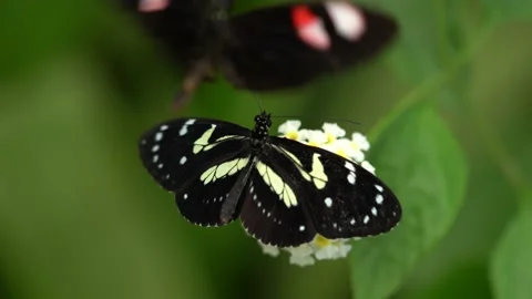 Heliconius atthis, the false zebra longwing, butterfly from Mexico in Central Am Stock Footage 194644050