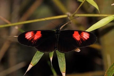 Heliconius butterfly Stock Photos
