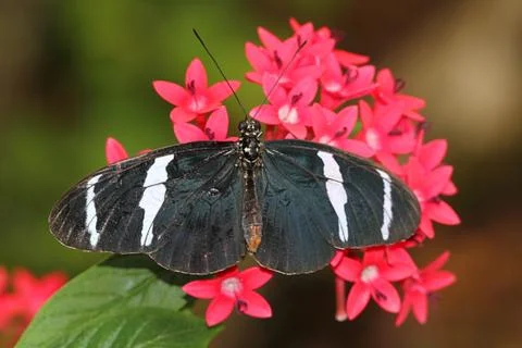 Heliconius butterfly Stock Photos