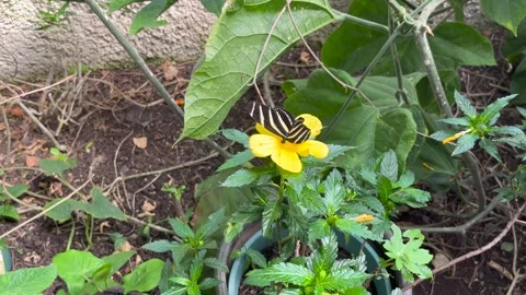 A heliconius charithonia butterfly on a leaf  Video stock 240858098