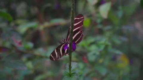 Heliconius Charithonia Perching on a Flower Stock Footage 293761011