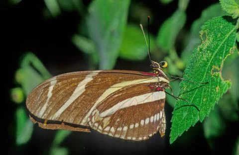 Heliconius charithonia Foto stock