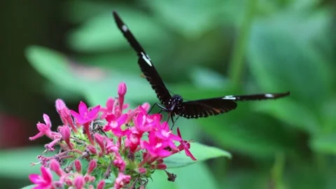Heliconius doris Butterfly Sipping Nectar from a Flower at Mindo Butterfly .. Stock Footage 278326999