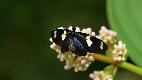 Heliconius doris, Doris longwing,  butterfly from Costa Rica in Central America. Stock Footage 275171593