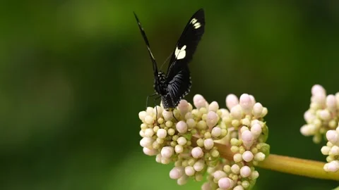 Heliconius doris, Doris longwing,  butterfly from Costa Rica in Central America. Video stock 275186213