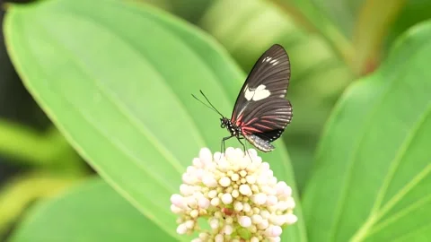 Heliconius doris, Doris longwing,  butterfly from Costa Rica in Central America. Видео 275186442