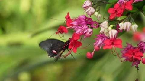 Heliconius doris, Doris longwing butterfly on the orange flower bloom in the for Stock Footage 275190081