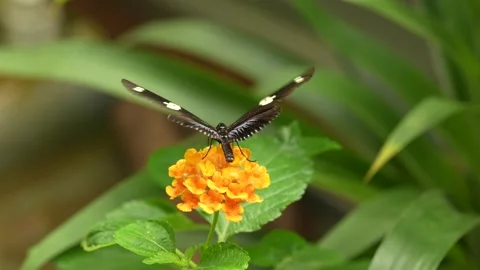 Heliconius doris, Doris longwing,  butterfly from Costa Rica in Central America. Vídeos de archivo 275883403