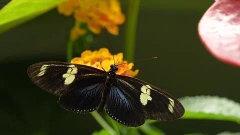 Heliconius doris, Doris longwing,  butterfly from Costa Rica in Central America. Vidéo 275884442