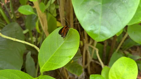 Heliconius Erato Heliconius Numata Stock Footage 292615427