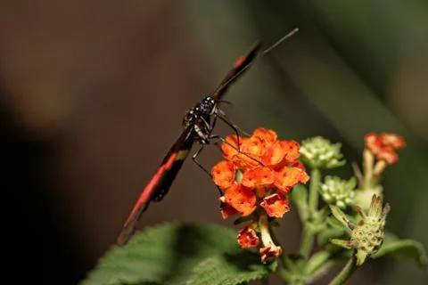 Heliconius erato Stock Photos