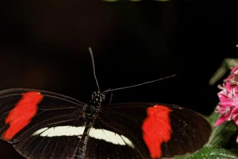 Heliconius erato Stock Photos