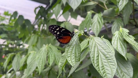 A heliconius hecale butterfly on a green leaf Stock-Footage 240943324