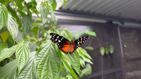A heliconius hecale butterfly on a leaf Stock Footage 240858198