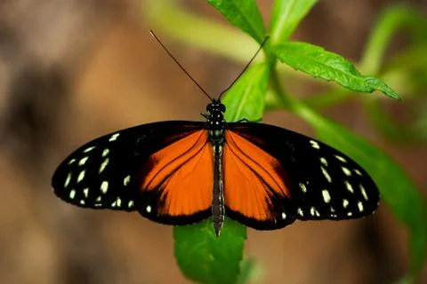 Heliconius hecale butterfly Stock Photos