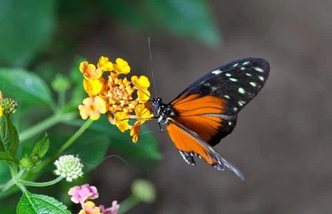Heliconius hecale Stock Photos