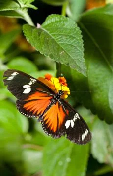 Heliconius hecale Stock Photos