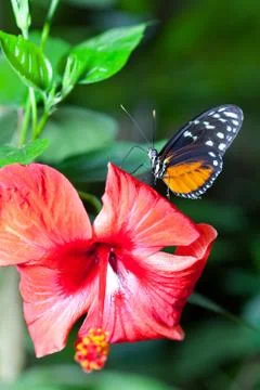 Heliconius hecale Foto stock