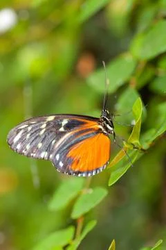 Heliconius hecale Stock Photos