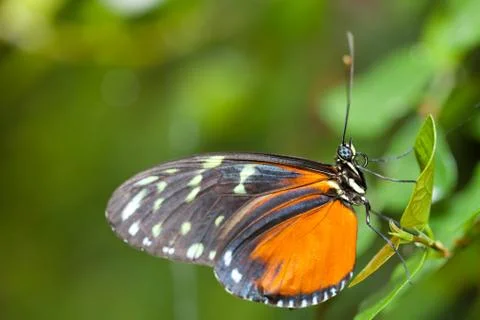 Heliconius hecale Foto stock