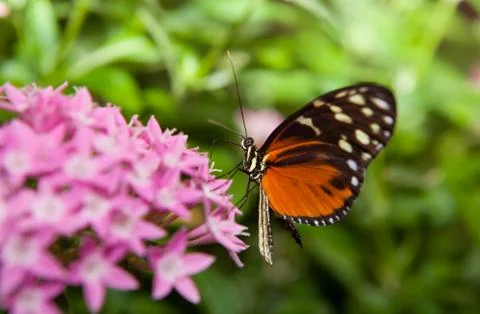 Heliconius hecale Stock Photos