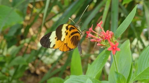 Heliconius hecale, the tiger longwing butterfly Stock Footage 162510554