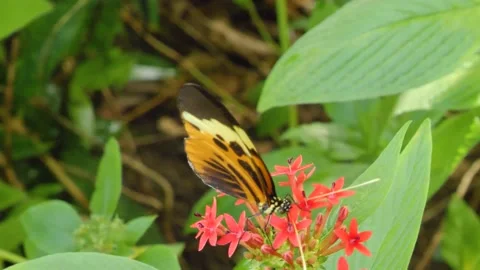 Heliconius hecale, the tiger longwing butterfly Stock Footage 162510613