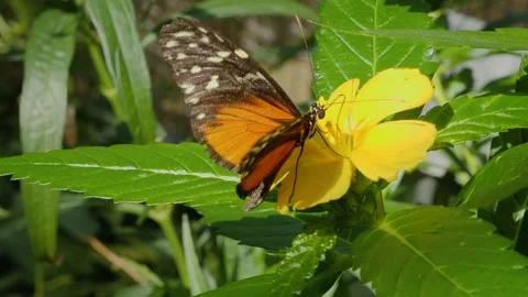 Heliconius hecale, the tiger longwing butterfly Stock Footage 162510914