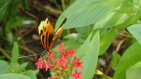 Heliconius hecale, the tiger longwing butterfly Stock Footage 162511131