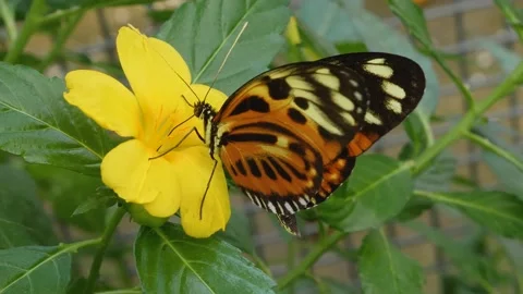 Heliconius hecale, the tiger longwing butterfly Stock Footage 162511582