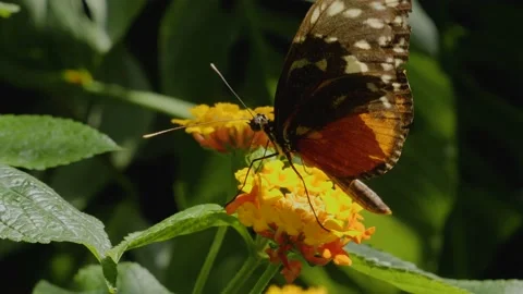 Heliconius hecale, the tiger longwing butterfly Stock Footage 162511940